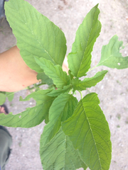 Amaranthus hybridus