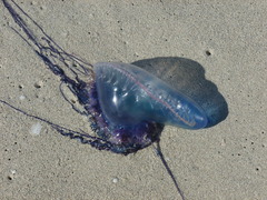 Physalia