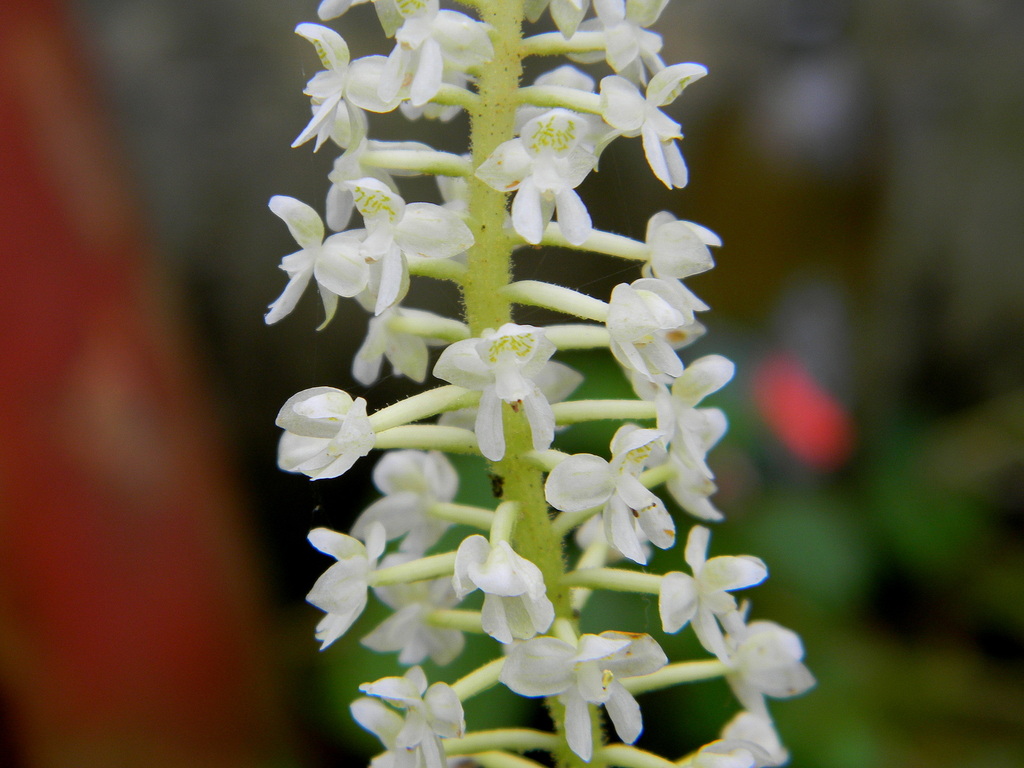 Cranichis candida