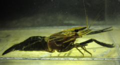 Macrobrachium laevis