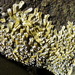 Intertidal Tubeworm - Photo (c) sea-kangaroo, some rights reserved (CC BY-NC-ND), uploaded by sea-kangaroo
