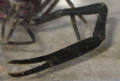 Macrobrachium laevis