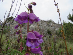 Penstemon gentianoides