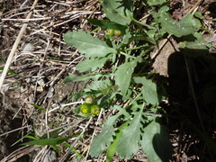 Senecio fremontii