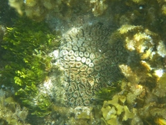 Galaxea fascicularis