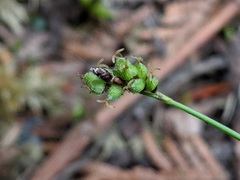 Carex concinna