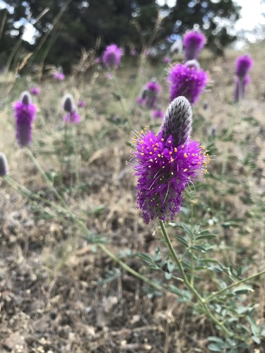 Dalea ornata