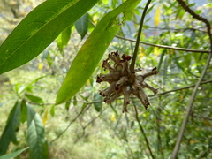 Edgeworthia gardneri