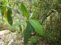 Edgeworthia gardneri