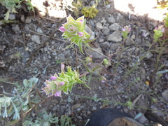 Orthocarpus cuspidatus cryptanthus