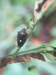 Mormidea discoidea