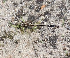 Phanogomphus lividus