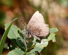 Callophrys augustinus
