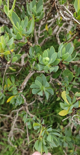 Image of Othonna coronopifolia by (c) Andreas Schneider, some rights reserved (CC BY)
