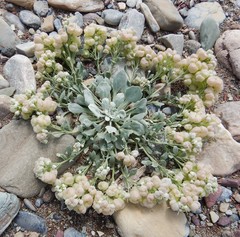 Physaria didymocarpa