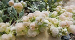 Physaria didymocarpa