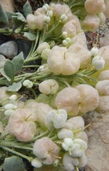 Physaria didymocarpa