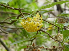 Edgeworthia gardneri