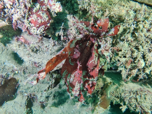 Image of Dilsea carnosa by (c) Nicola Faulks, some rights reserved (CC BY)