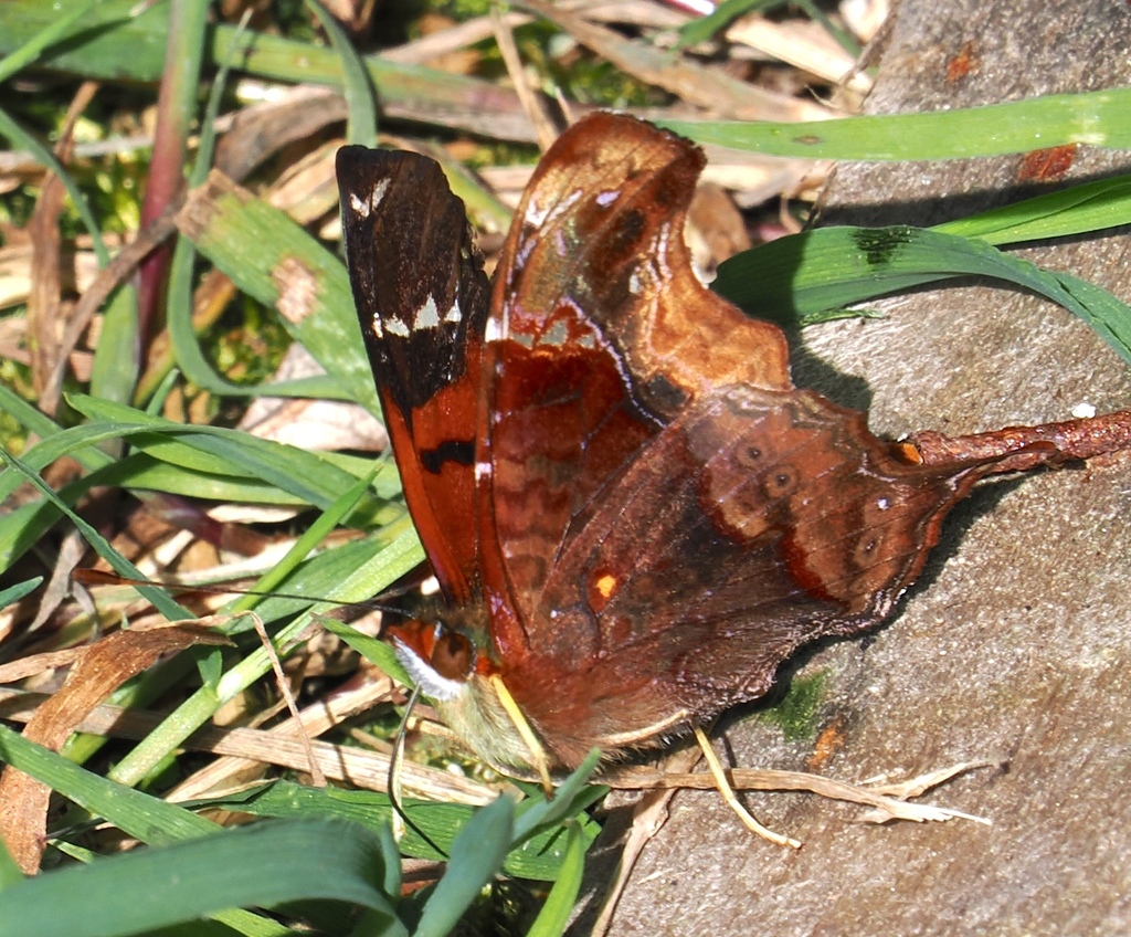 Hypanartia fassli