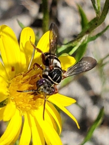 Dwarf Cellophane-cuckoo Bee photographed in Delaware