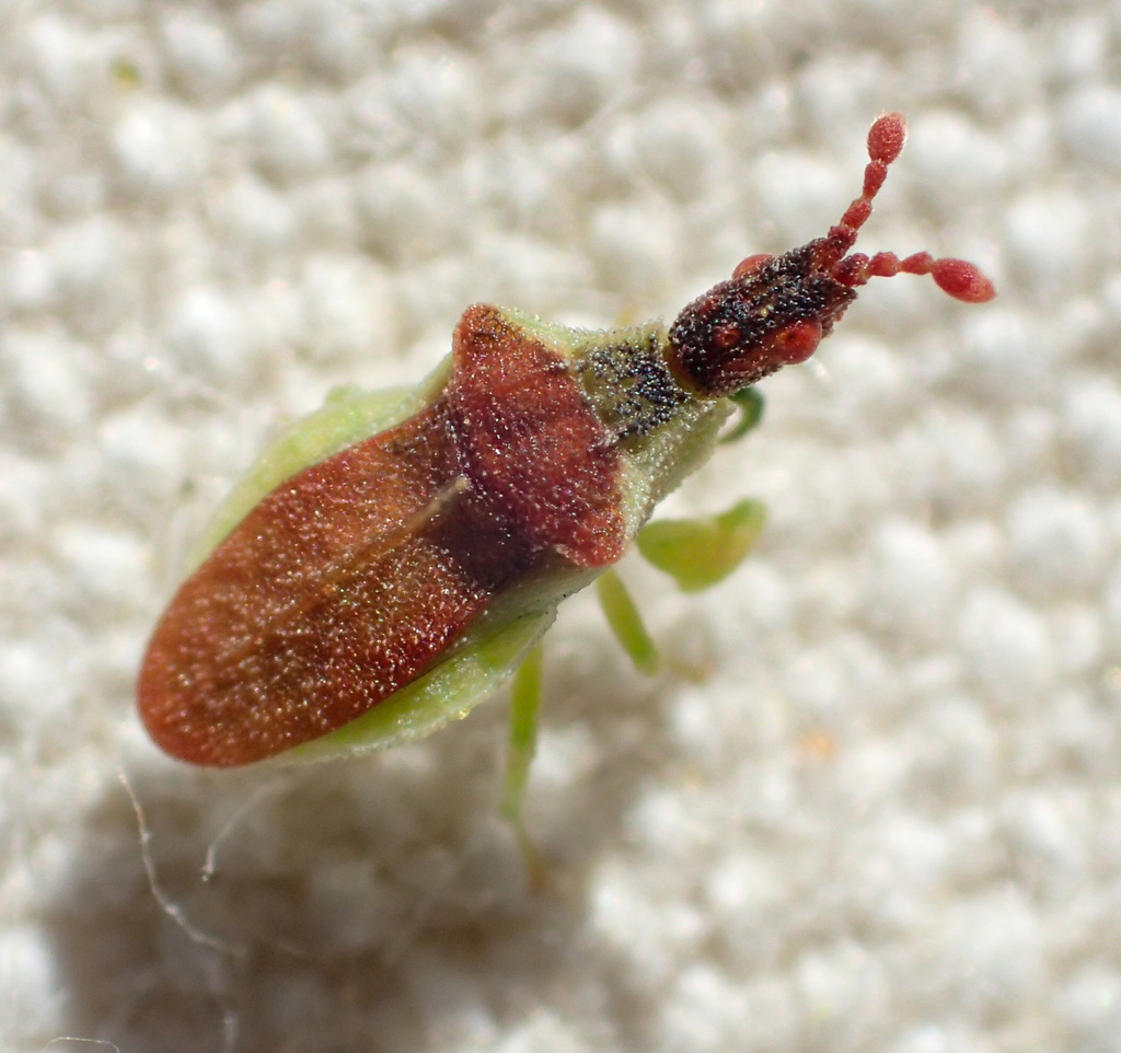Lophoscutus