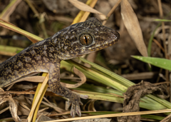 Phong Nha-Ke Bang Gecko photo 1