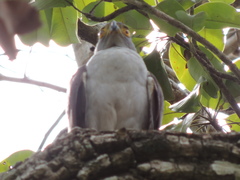 Accipiter bicolor