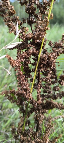 Image of Rumex pseudonatronatus by (c) Yurii Basov, some rights reserved (CC BY)