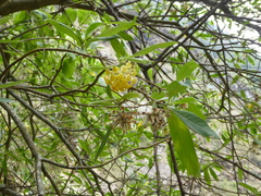 Edgeworthia gardneri