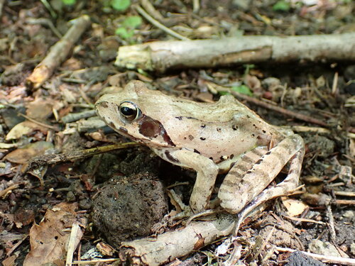 Montane Brown Frog