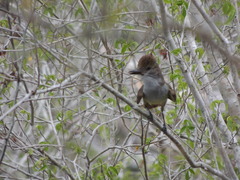 Myiarchus tyrannulus