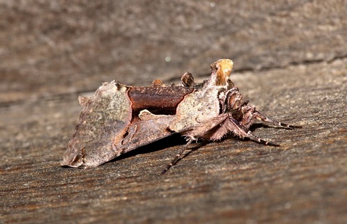 Large Looper Moth photo 3