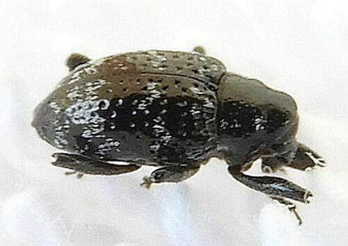 Tyloderma circumcaribbeum