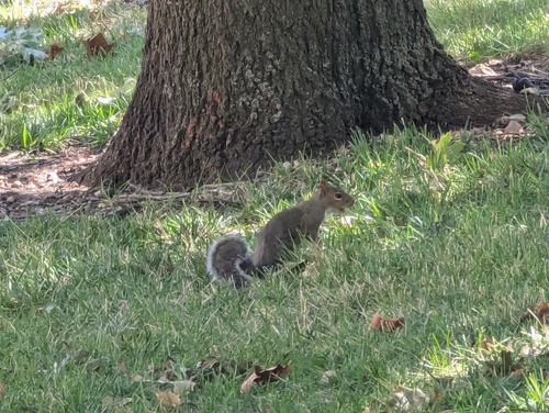 Eastern Gray Squirrel photographed in Kansas