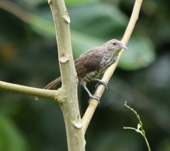 Campylorhynchus turdinus