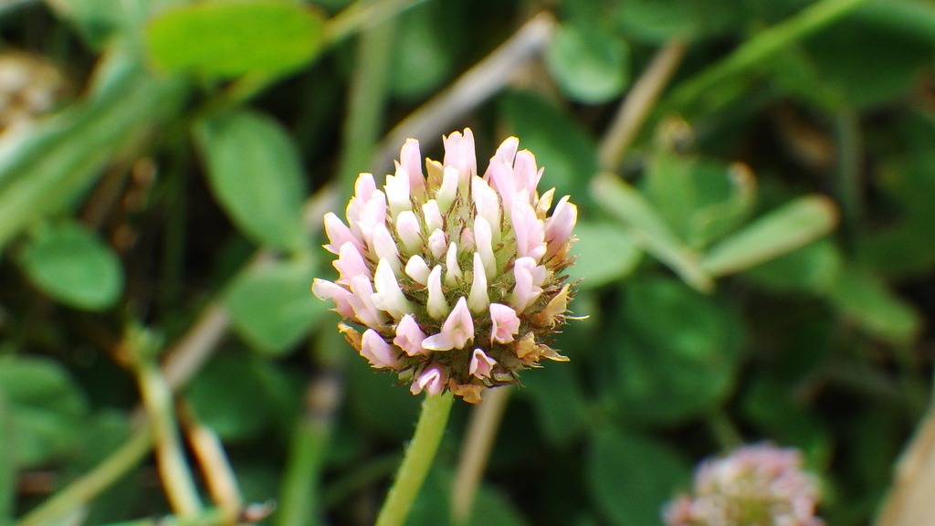 Strawberry clover