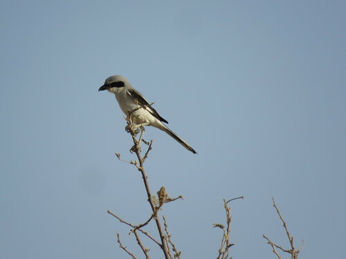 Great Gray Shrike