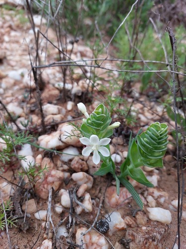 Lapeirousia angustifolia
