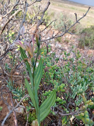 Babiana lewisiana