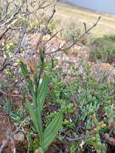 Babiana lewisiana