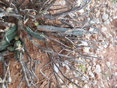 Starfish Plant (Echidnopsis)