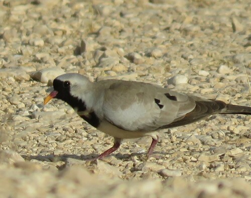 Mainland Namaqua Dove