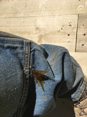 Urocerus californicus