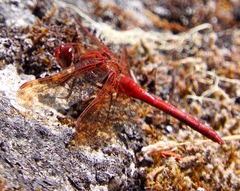 Sympetrum madidum