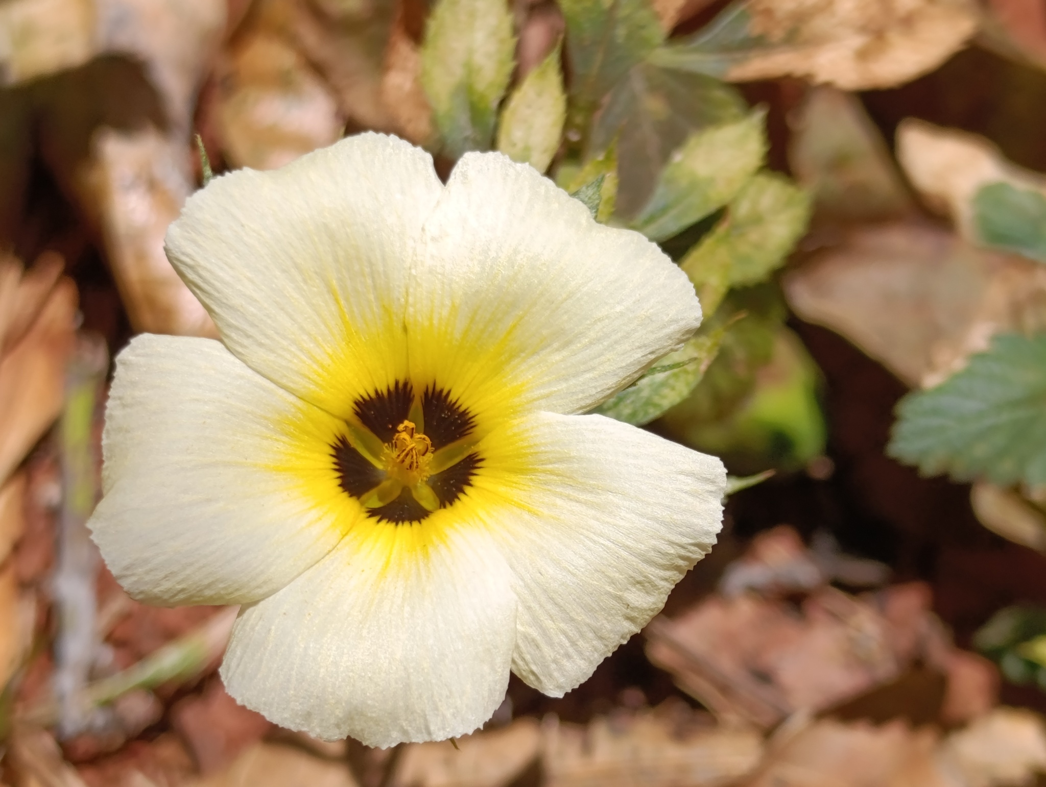 Turnera subulata