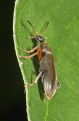 Macratria murina