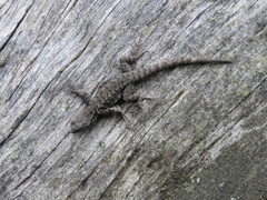 Sceloporus anahuacus