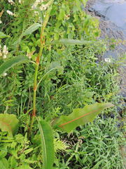 Rumex britannica