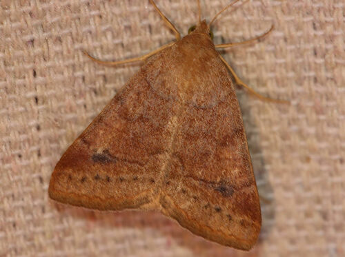 Vetch Looper Moth photo 5